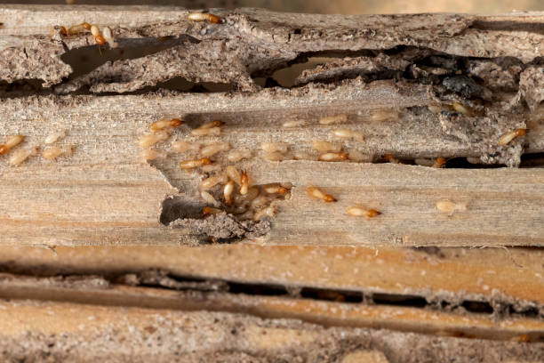 Best Insect Control  in Red Hill, SC